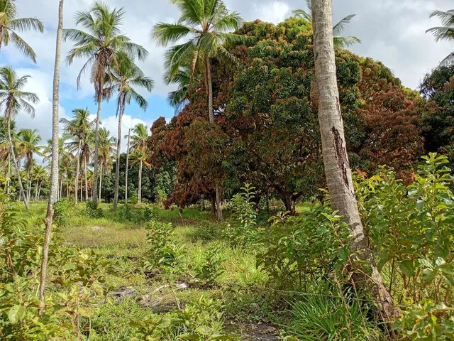 Imagem 5: Sítio a Venda!.