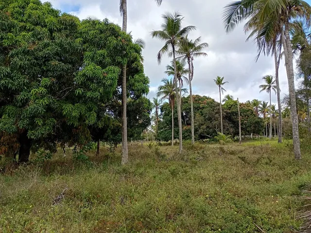 Imagem 6: Sítio a Venda!.