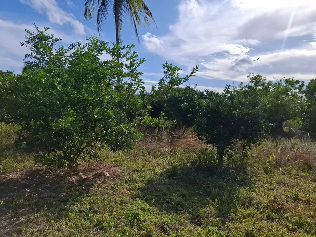 Imagem 14: Vende-Se Sitio com Casa 160,00