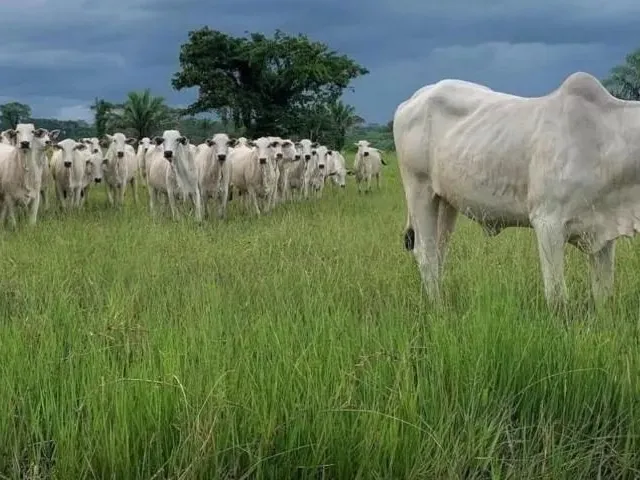 Imagem: Fazenda, Propriedade, Sitio, Chácara, Terreno