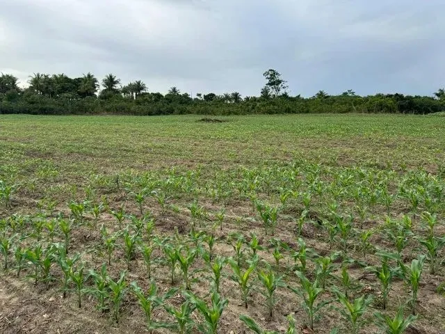 Imagem 4: Fazenda, Propriedade, Sitio, Chácara, Terreno, Área Territorial