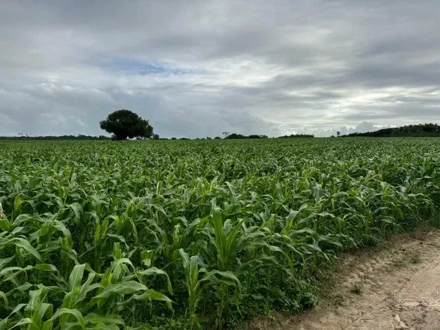 Imagem 5: Fazenda, Propriedade, Sitio, Chácara, Terreno, Área Territorial