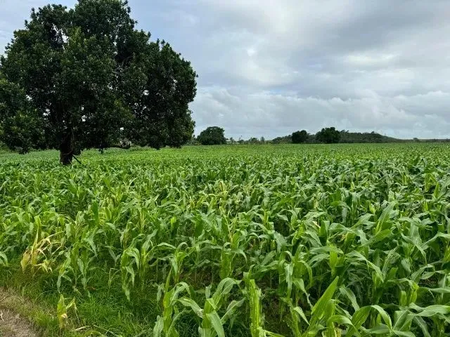 Imagem 9: Fazenda, Propriedade, Sitio, Chácara, Terreno, Área Territorial