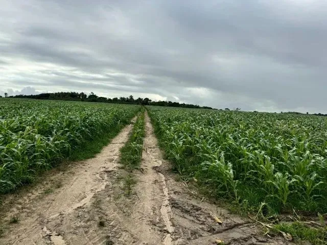 Imagem 10: Fazenda, Propriedade, Sitio, Chácara, Terreno, Área Territorial