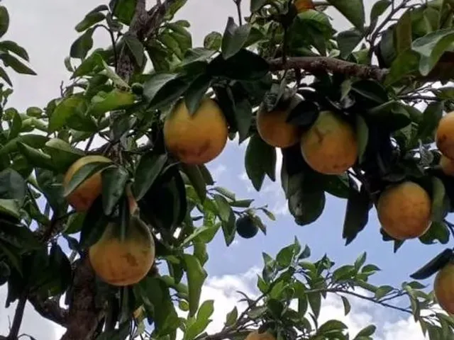 Imagem 1: Pra Vender Rápido
