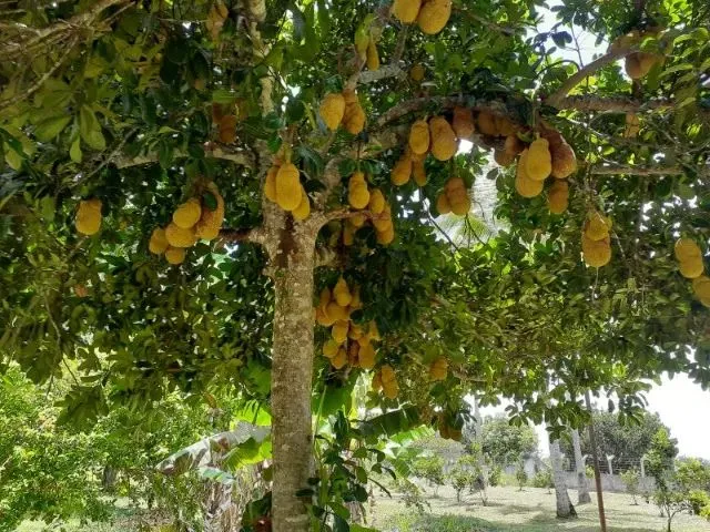Imagem: Sítio Completo no Sapé - Escriturado e
