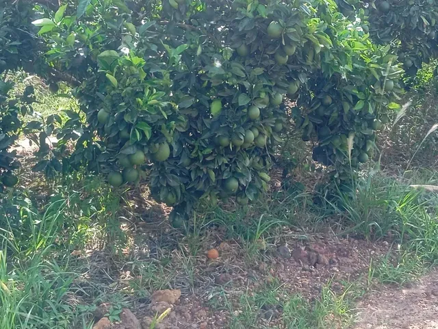 Imagem: Sítio de Laranja em Estância