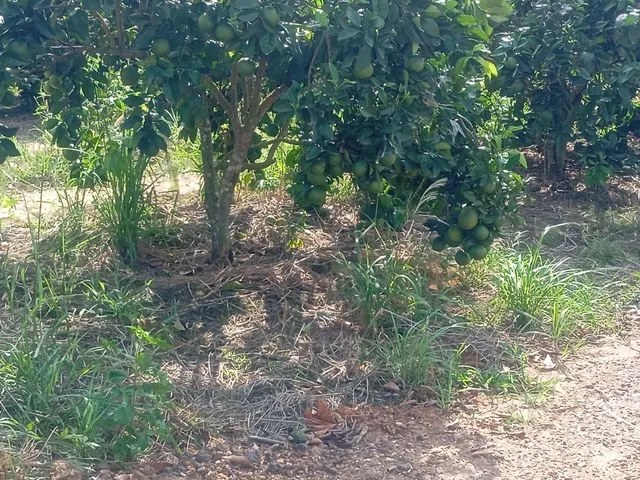 Imagem 2: Sítio de Laranja em Estância