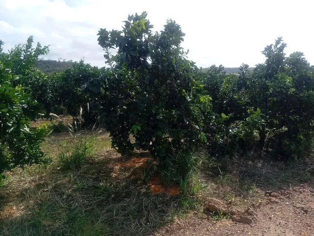 Imagem 3: Sítio de Laranja em Estância