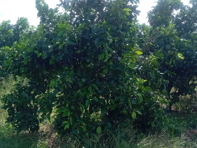 Imagem 4: Sítio de Laranja em Estância