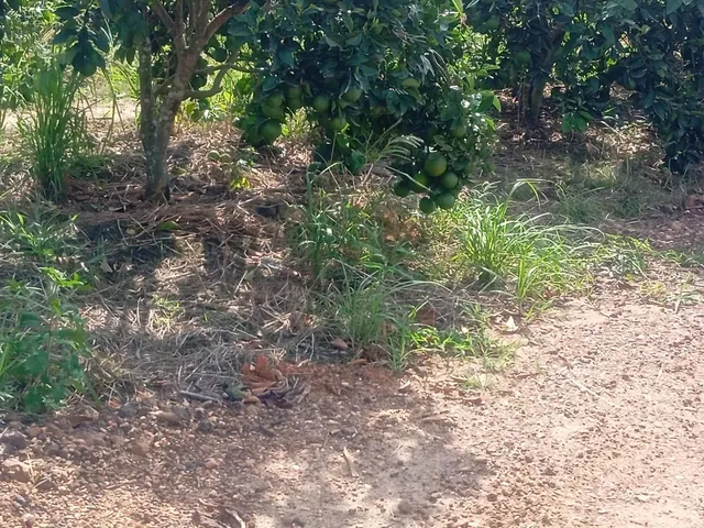 Imagem 5: Sítio de Laranja em Estância