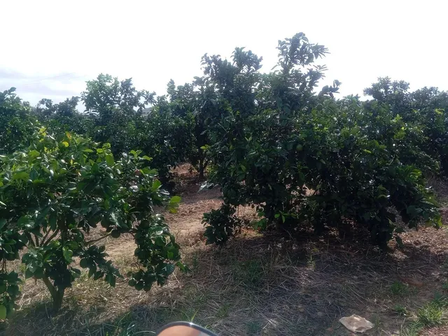 Imagem 6: Sítio de Laranja em Estância
