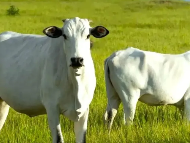 Imagem: Fazenda de 530 Tarefas - Dores