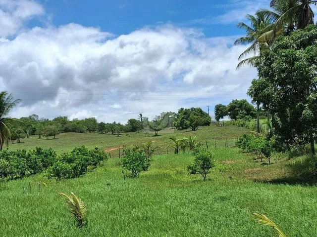 Imagem 16: Sítio para Venda no Povoado Carlos Torres, Salgado, Sergipe