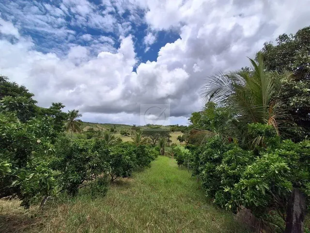Imagem 11: Sítio para Venda no Povoado Carlos Torres, Salgado, Sergipe