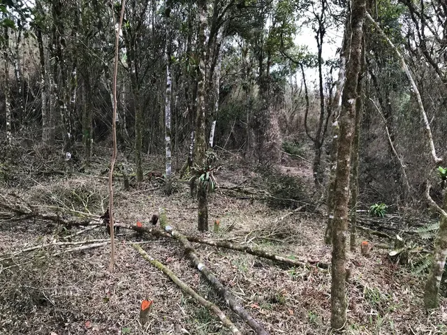 Imagem 4: Chácara em São José dos Pinhais