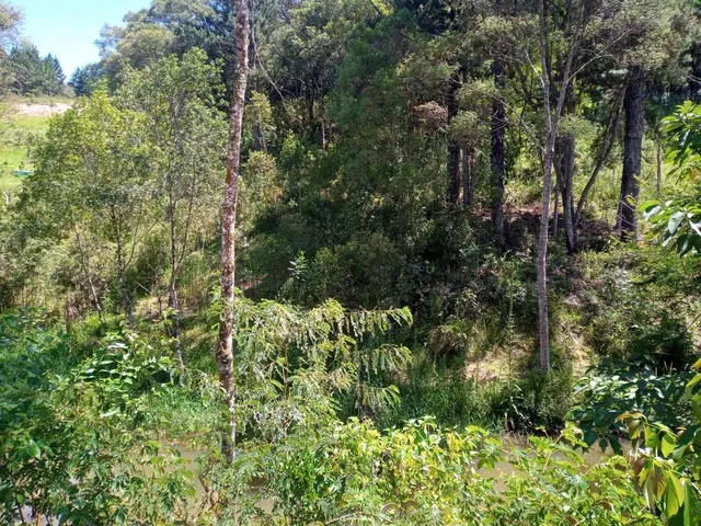 Imagem 5: Vendo Chácara em Bocaiúva do Sul, 10.000 Metros Escriturada. Fica a 2 Km da Cidade