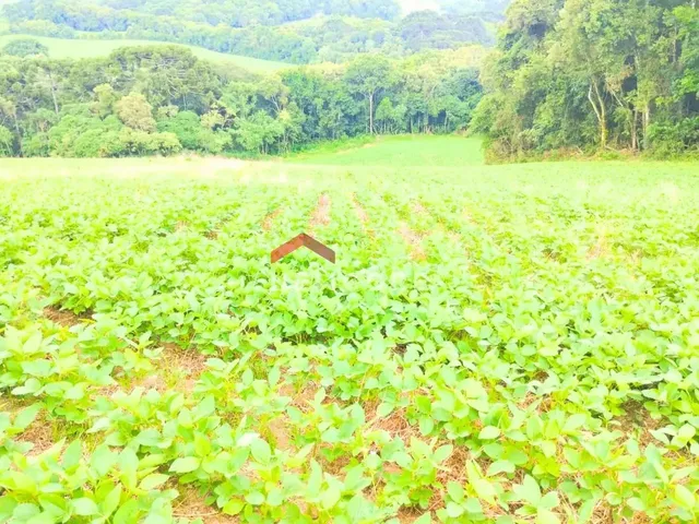 Imagem 12: Chácara em Avenida Independência - Campina das Pedras - Area Rural - Araucária/Pr