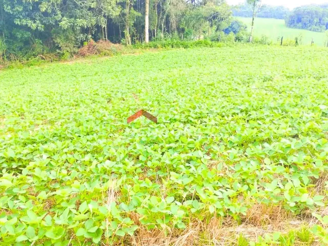Imagem 9: Chácara em Avenida Independência - Campina das Pedras - Area Rural - Araucária/Pr