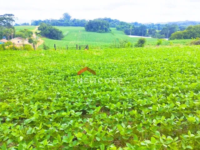 Imagem 2: Chácara em Avenida Independência - Campina das Pedras - Area Rural - Araucária/Pr