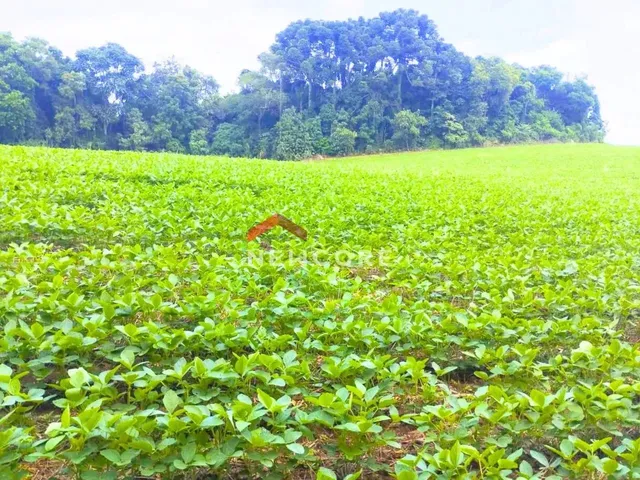 Imagem 7: Chácara em Avenida Independência - Campina das Pedras - Area Rural - Araucária/Pr