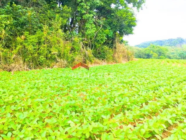 Imagem 4: Chácara em Avenida Independência - Campina das Pedras - Area Rural - Araucária/Pr