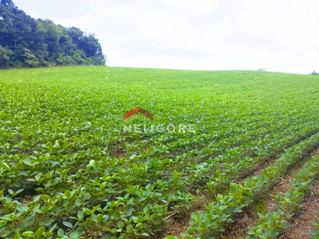 Imagem 3: Chácara em Avenida Independência - Campina das Pedras - Area Rural - Araucária/Pr