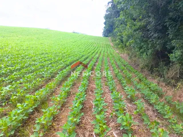 Imagem 6: Chácara em Avenida Independência - Campina das Pedras - Area Rural - Araucária/Pr