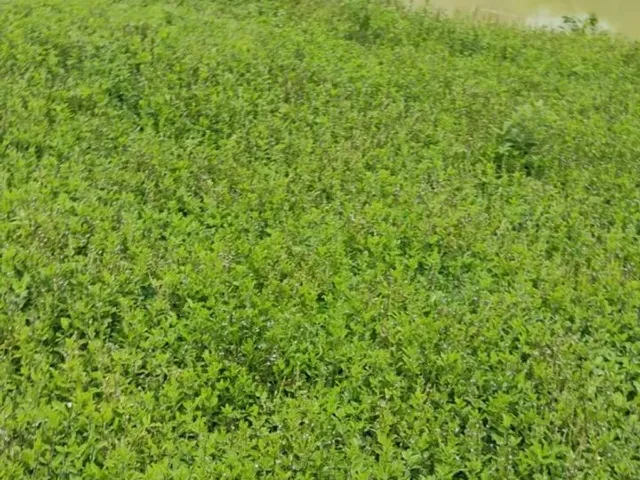 Imagem: Chácara em Antonina 12.375,27 M2