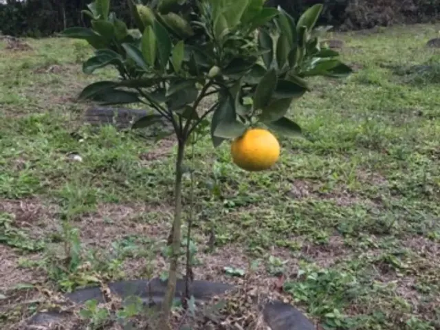 Imagem 6: Linda Chacara a Venda
