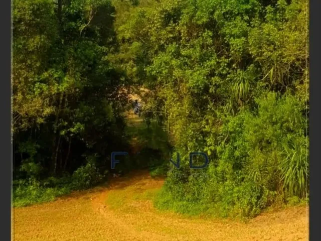 Imagem 9: Vendo Chácara - Terreno 2 Alqueires - Campo Largo