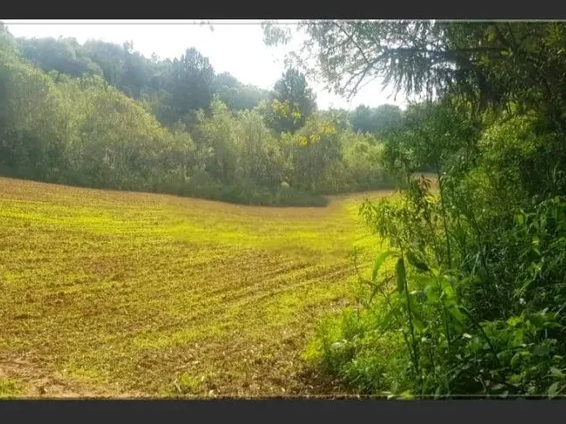 Imagem 15: Vendo Chácara - Terreno 2 Alqueires - Campo Largo