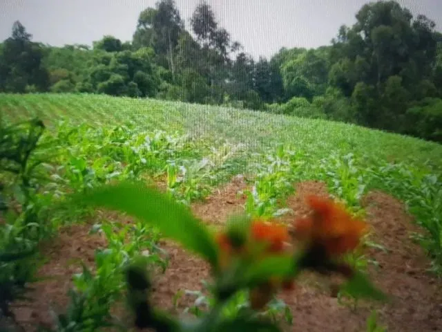 Imagem 7: Vendo Chácara - Terreno 2 Alqueires - Campo Largo