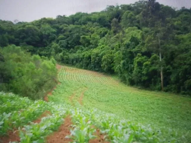 Imagem 2: Vendo Chácara - Terreno 2 Alqueires - Campo Largo