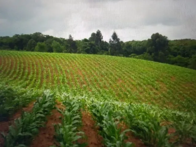 Imagem 3: Vendo Chácara - Terreno 2 Alqueires - Campo Largo