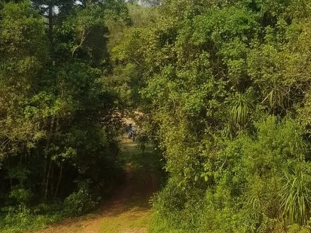 Imagem 16: Vendo Chácara - Terreno 2 Alqueires - Campo Largo