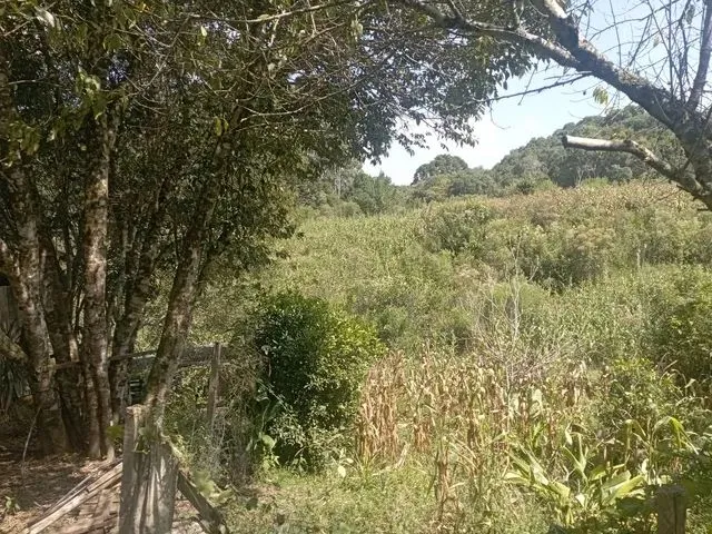 Imagem 5: Chácara em Mandirituba 170 Mil Reais