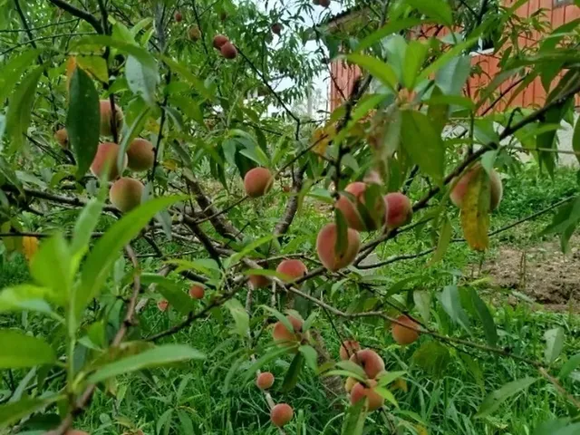 Imagem 10: Chácaras , Chácara 720 M2