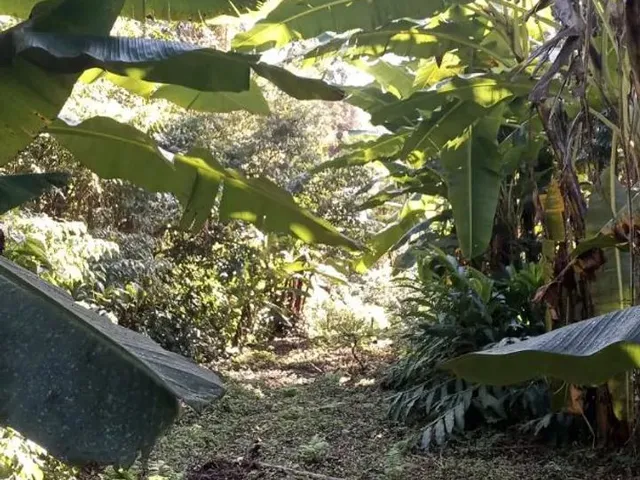 Imagem 9: Vendo Chácara na Br 277 em Sjp