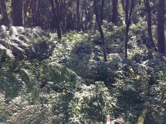 Imagem 10: Vendo Chácara na Br 277 em Sjp