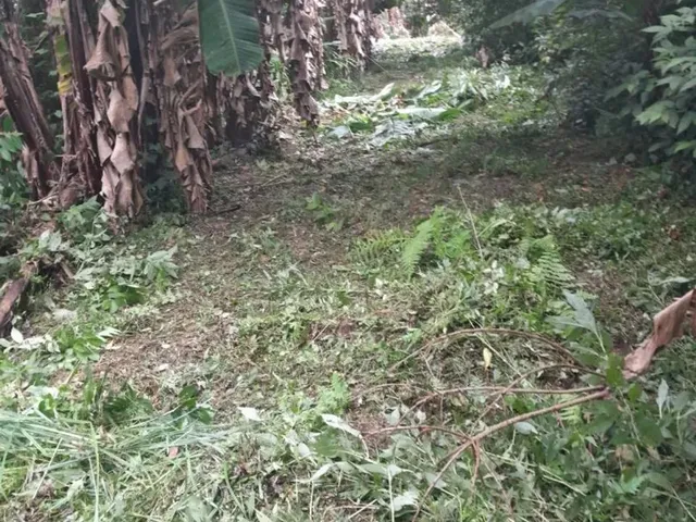 Imagem 4: Vendo Chácara na Br 277 em Sjp
