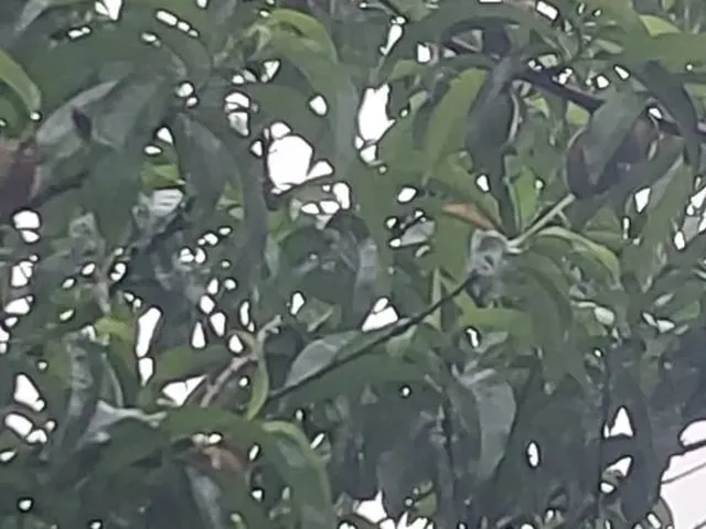 Imagem: Chacara em Bocaiuva do Sul 2400 Metros Quadrados