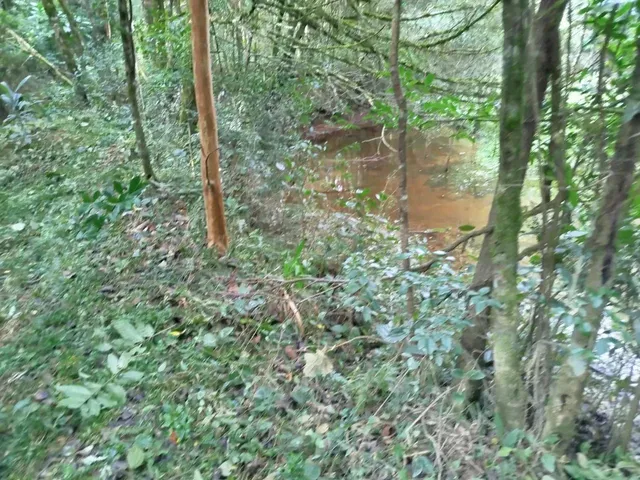 Imagem 3: Chácara com Tanque de Peixe em Quitandinha