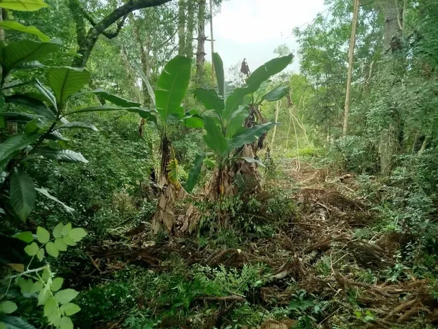 Imagem 8: Chácara com Tanque de Peixe em Quitandinha
