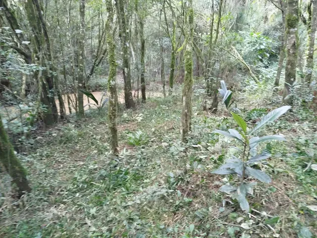Imagem 7: Chácara com Tanque de Peixe em Quitandinha