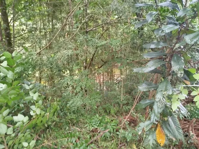 Imagem 4: Chácara com Tanque de Peixe em Quitandinha