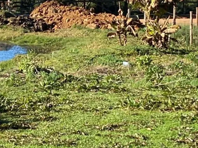 Imagem: Chácara 20X60 com Tanque de Peixe