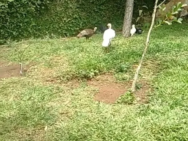 Imagem: Vendo Ou Troco Terreno 12X30 Av Venezuela