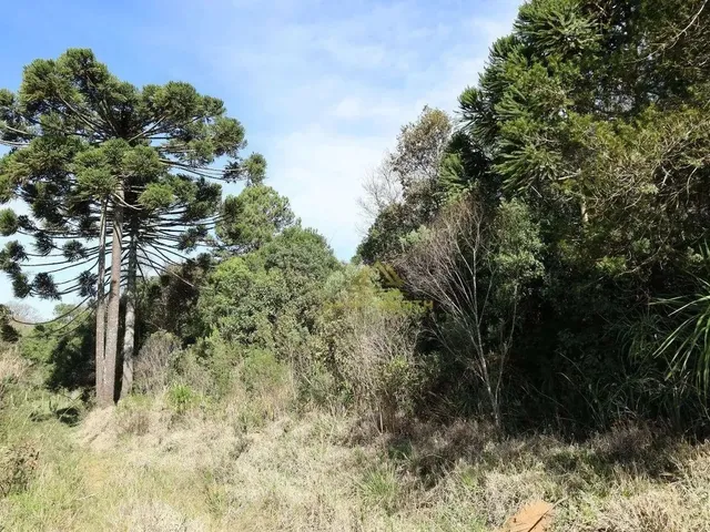 Imagem 4: 3 Lotes Sendo Dois de 20.000 M² e Um de 26.000 M² a Partir de R$ 1.500.000 Ferraria Ca