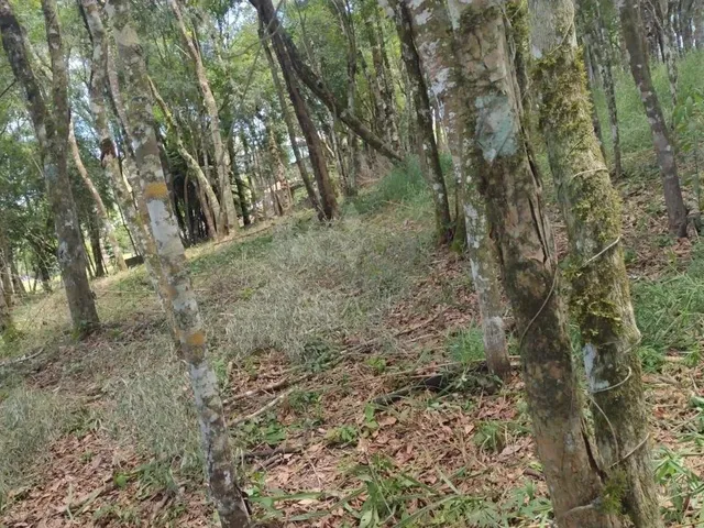 Imagem 2: Terreno À Venda, Vila Guarani , Colombo - Pr